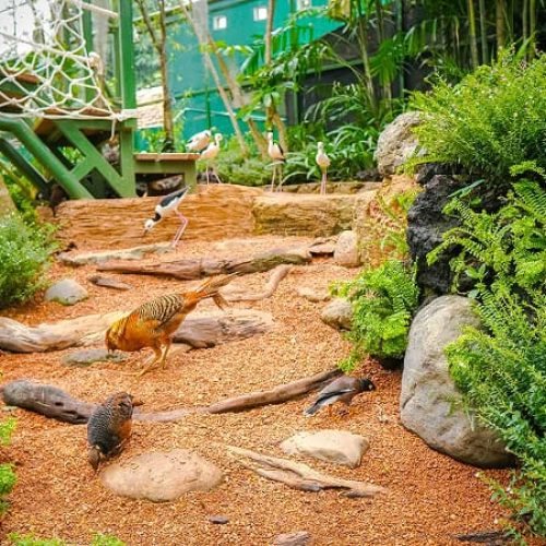 Aviary