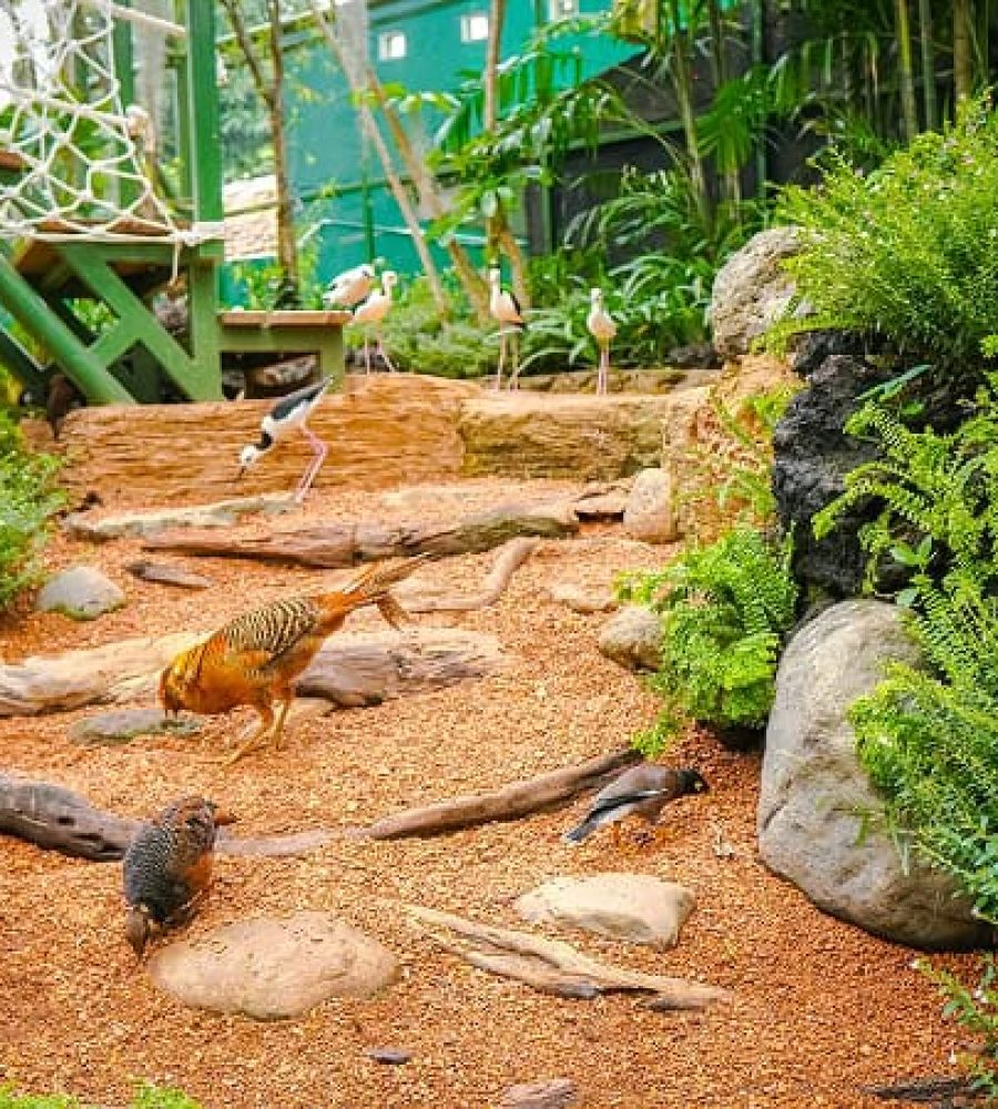 Aviary