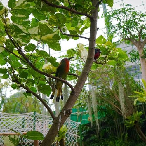 Aviary