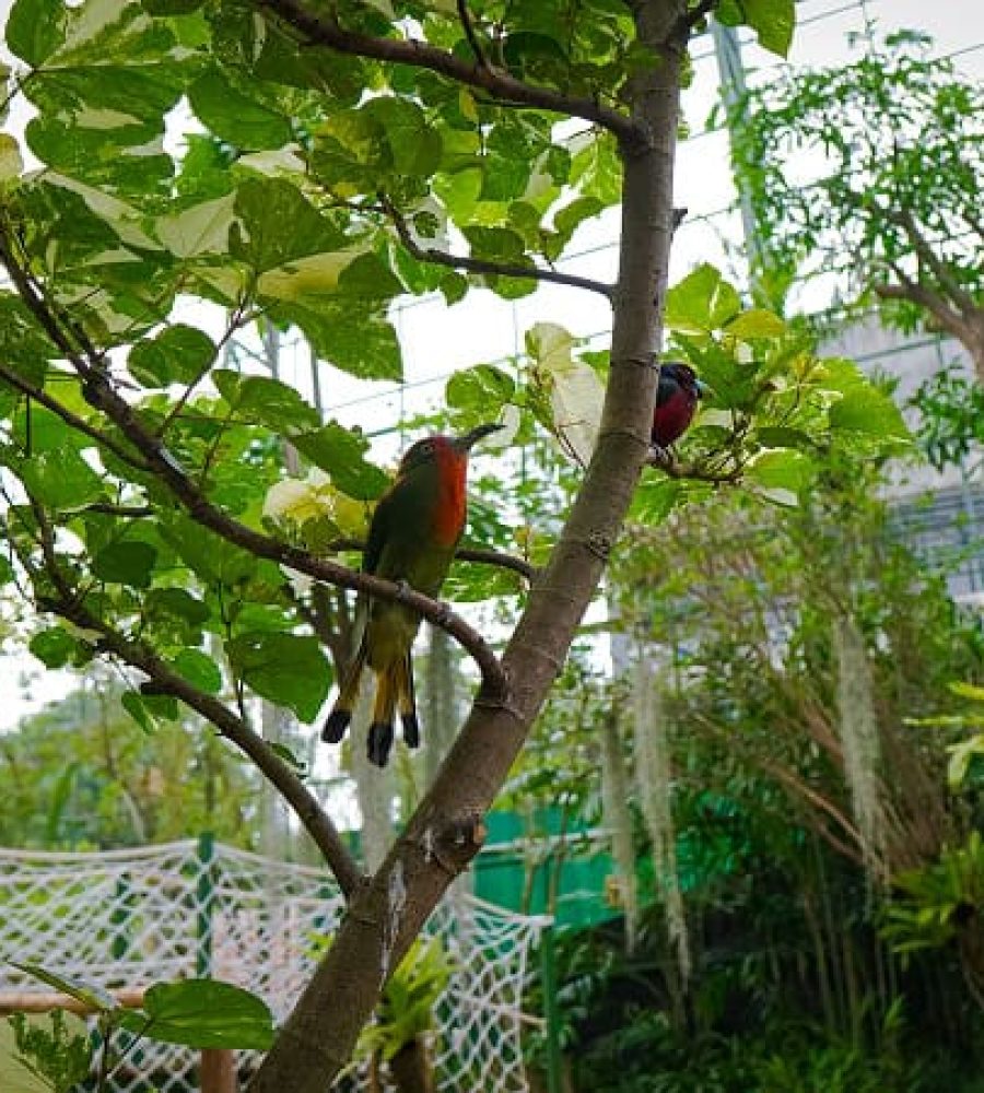 Aviary