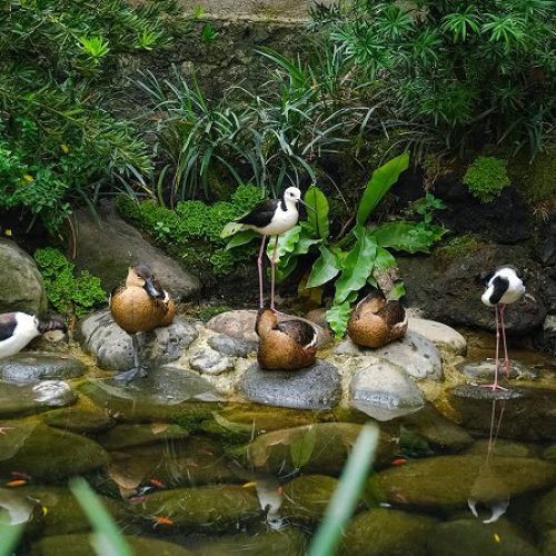 Aviary