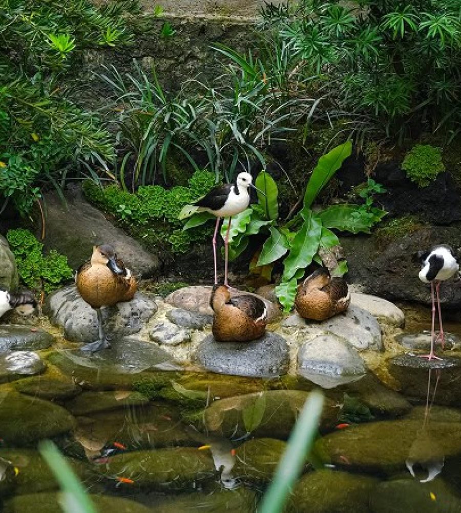 Aviary